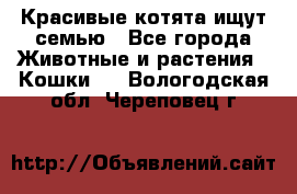 Красивые котята ищут семью - Все города Животные и растения » Кошки   . Вологодская обл.,Череповец г.